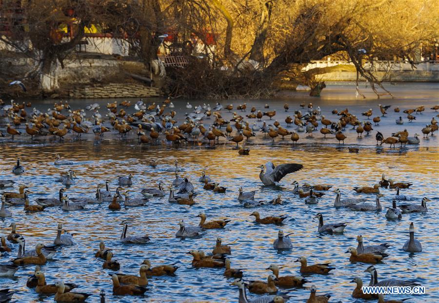 CHINA-TIBET-LHASA-DRAGON KING POOL PARK (CN)