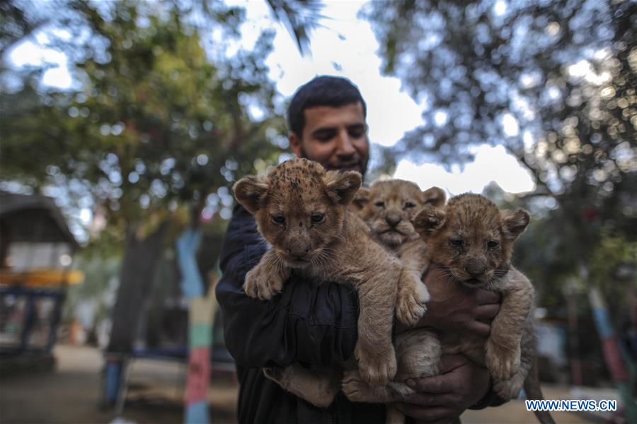 MIDEAST-GAZA-LION-CUBS