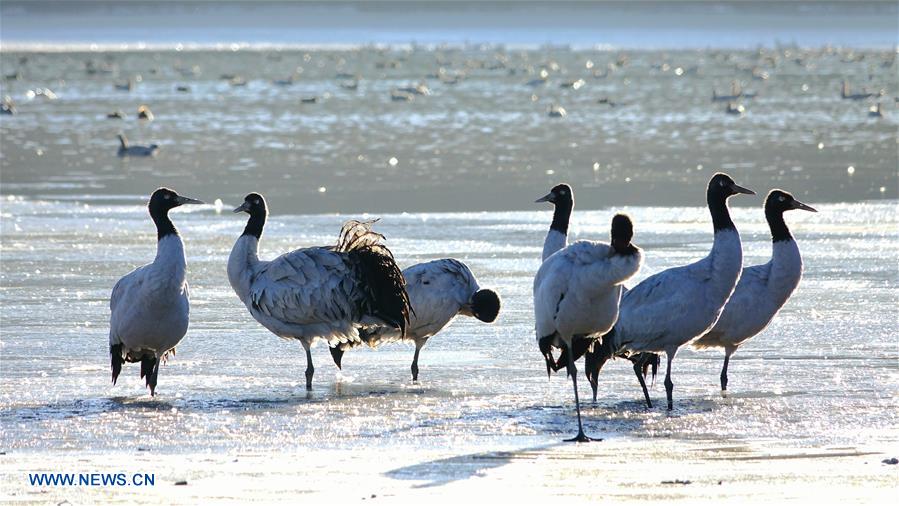 CHINA-TIBET-BLACK-NECKED CRANE-WINTER HABITAT (CN)