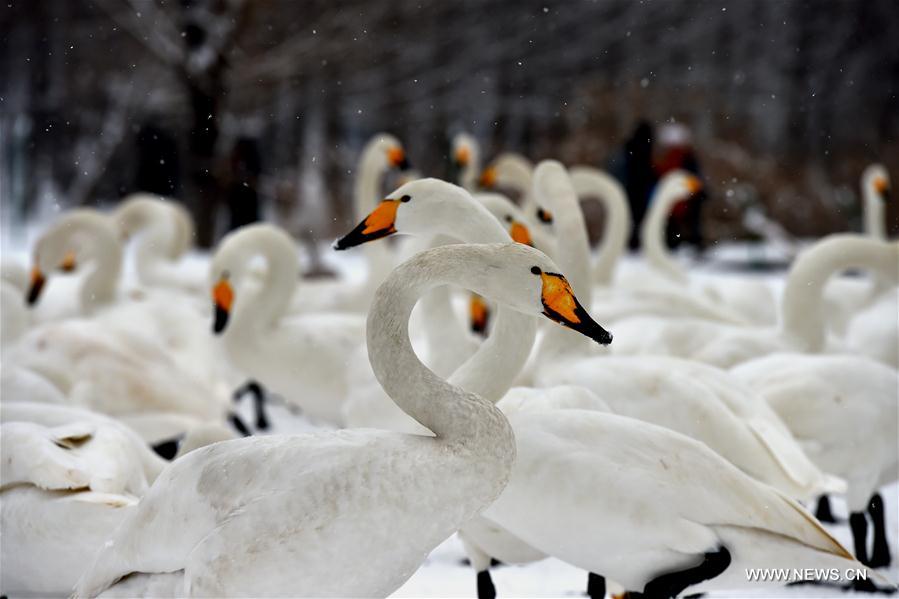 CHINA-SHANXI-SNOW-SWAN (CN)