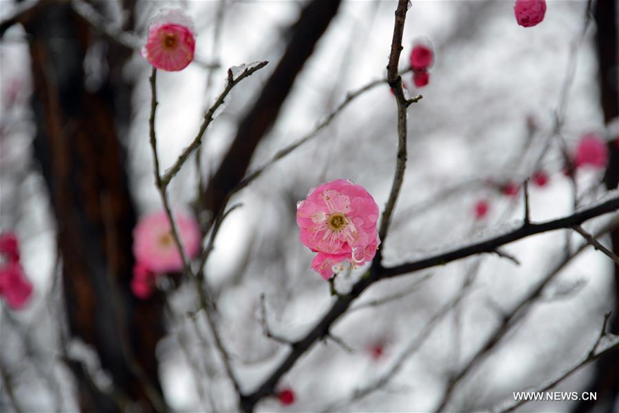 #CHINA-HANGZHOU-RED PLUM (CN)