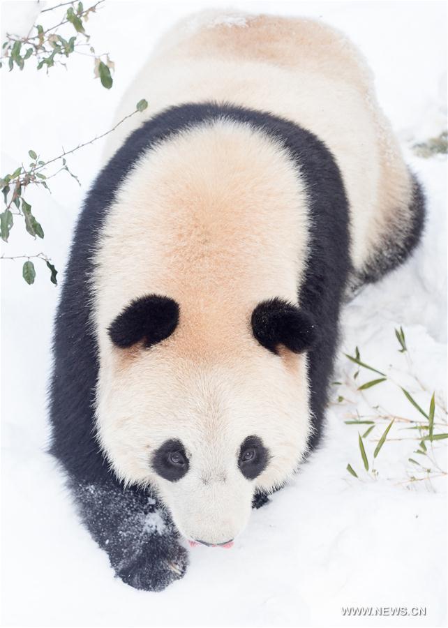 #CHINA-NANJING-SNOW-GIANT PANDA (CN)