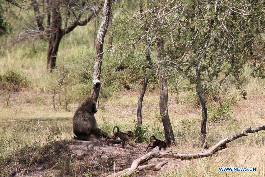 RWANDA-AKAGERA NATIONAL PARK-CUBS