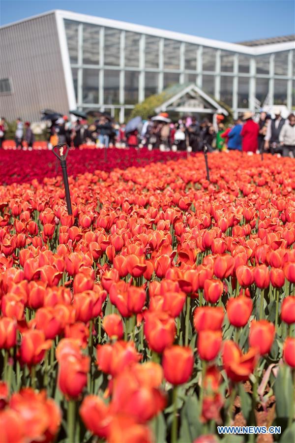 CHINA-YUNNAN-KUNMING-TULIP BLOSSOM (CN)