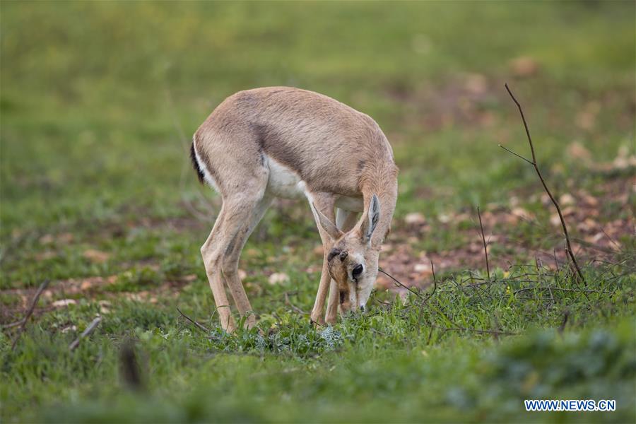 MIDEAST-JERUSALEM-GAZELLE VALLEY