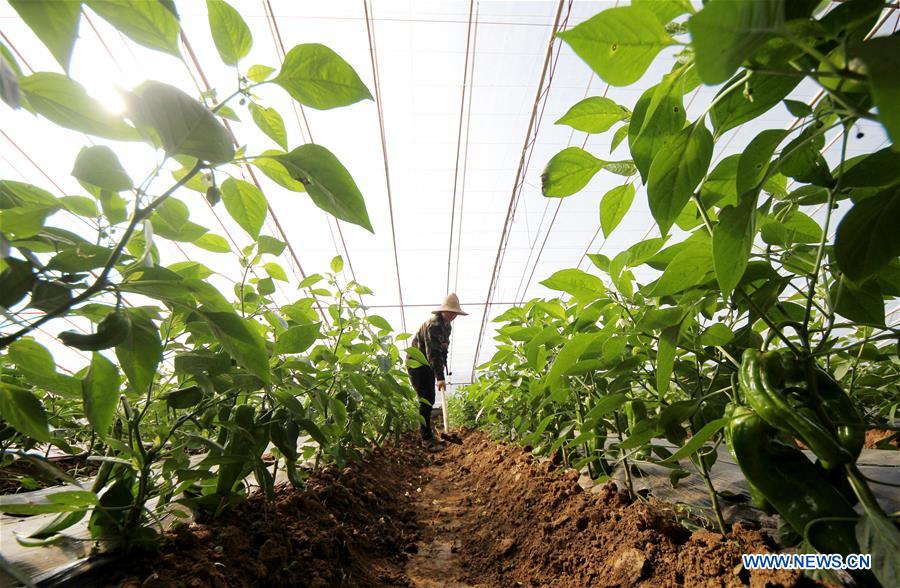 #CHINA-JINGZHE-FARM WORK (CN) 