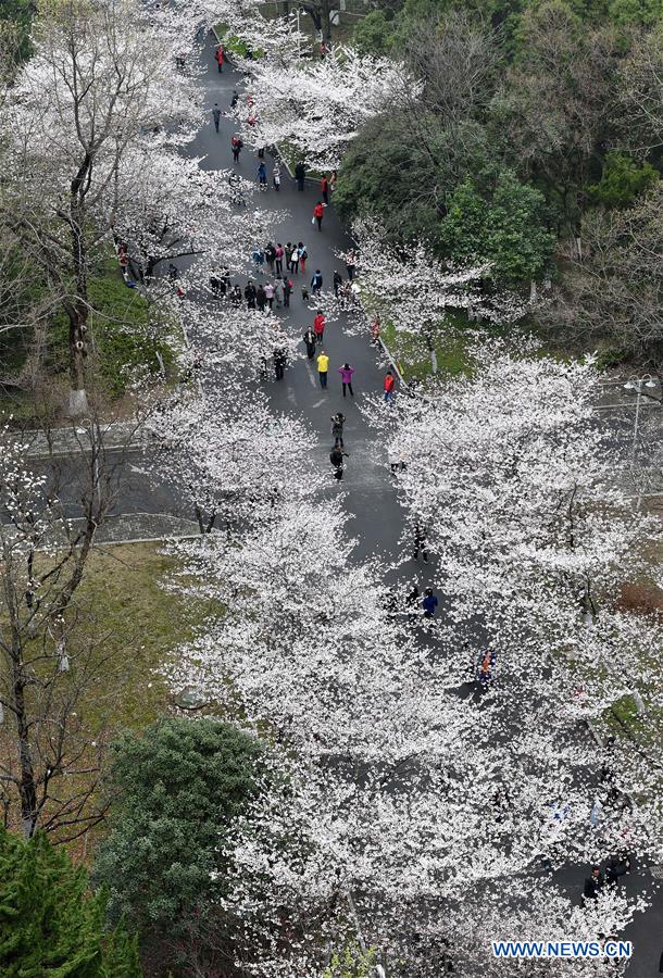 CHINA-NANJING-CHERRY BLOSSOM(CN)