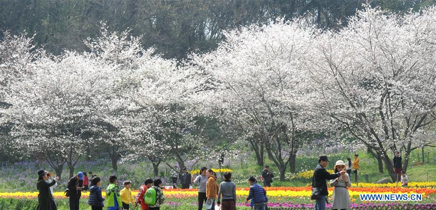 #CHINA-JIANGSU-CHERRY BLOSSOM (CN)