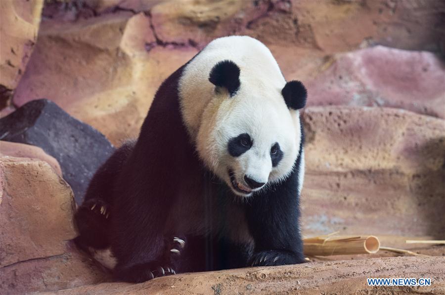 INDONESIA-BOGOR-GIANT PANDA