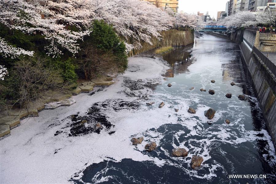 JAPAN-TOKYO-CHERRY BLOSSOMS-PETALS