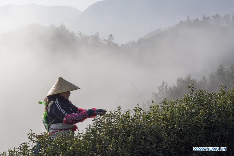 #CHINA-SPRING-TEA GARDEN (CN)