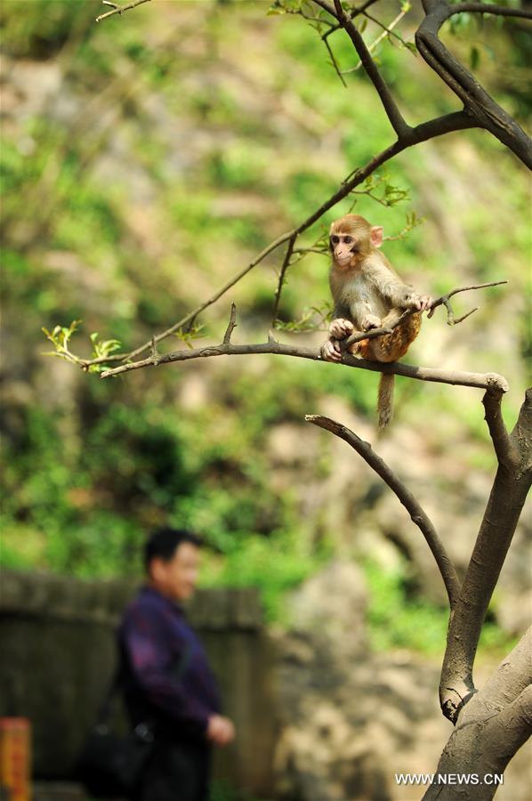 CHINA-GUIZHOU-MACAQUE (CN)