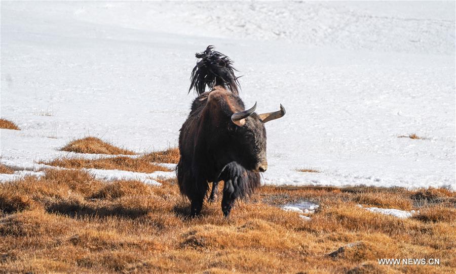 CHINA-XINJIANG-ALTUN MOUNTAINS-WILDLIFE-LANDSCAPE (CN)