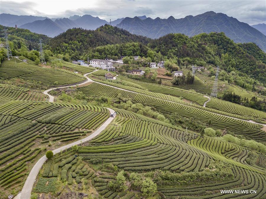 CHINA-HUBEI-TEA GARDEN(CN)