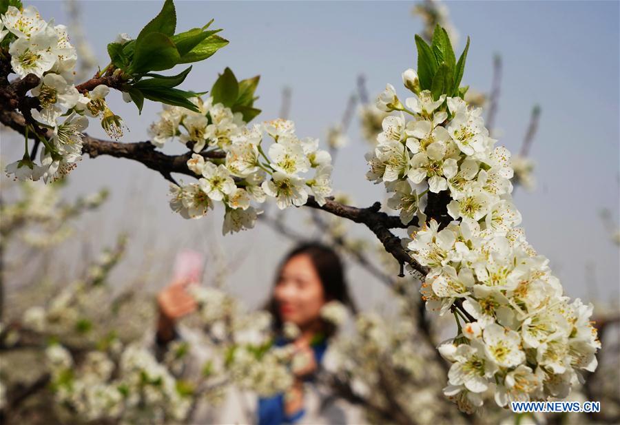 CHINA-HEBEI-PLUM BLOSSOMS (CN)