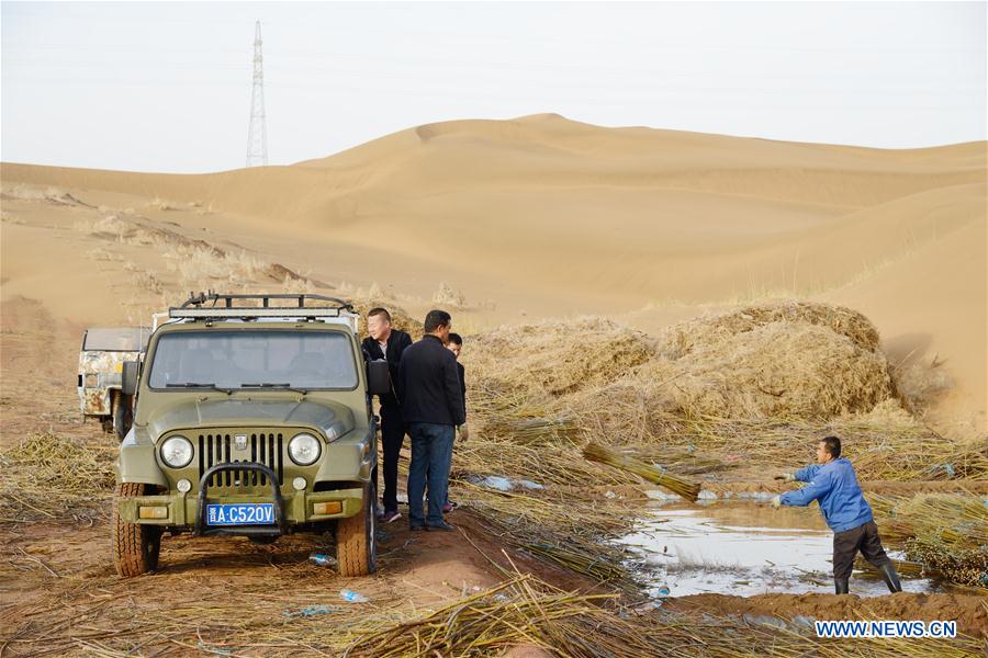 CHINA-INNER MONGOLIA-KUBUQI DESERT-WORKERS (CN)