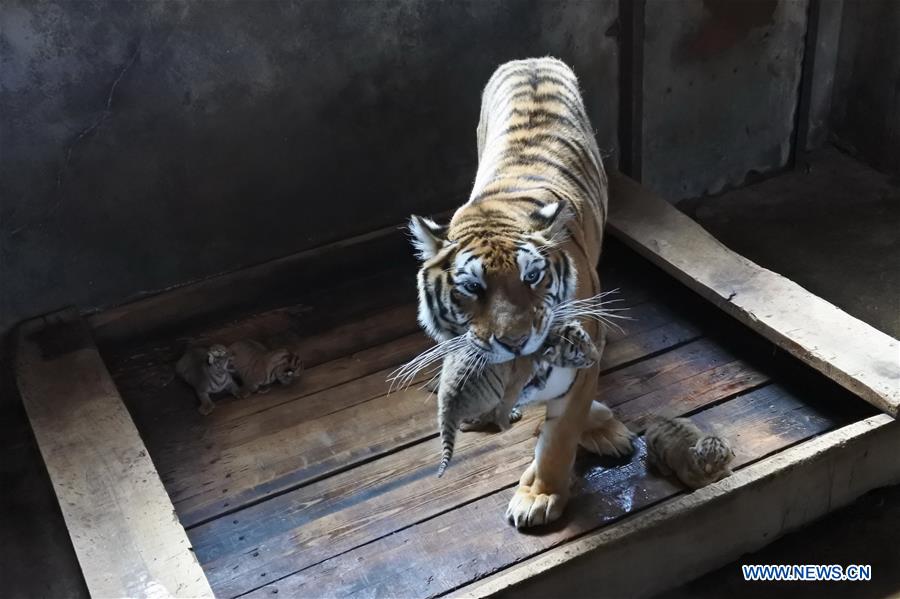 #CHINA-HEILONGJIANG-SIBERIAN TIGER-QUINTUPLETS (CN)