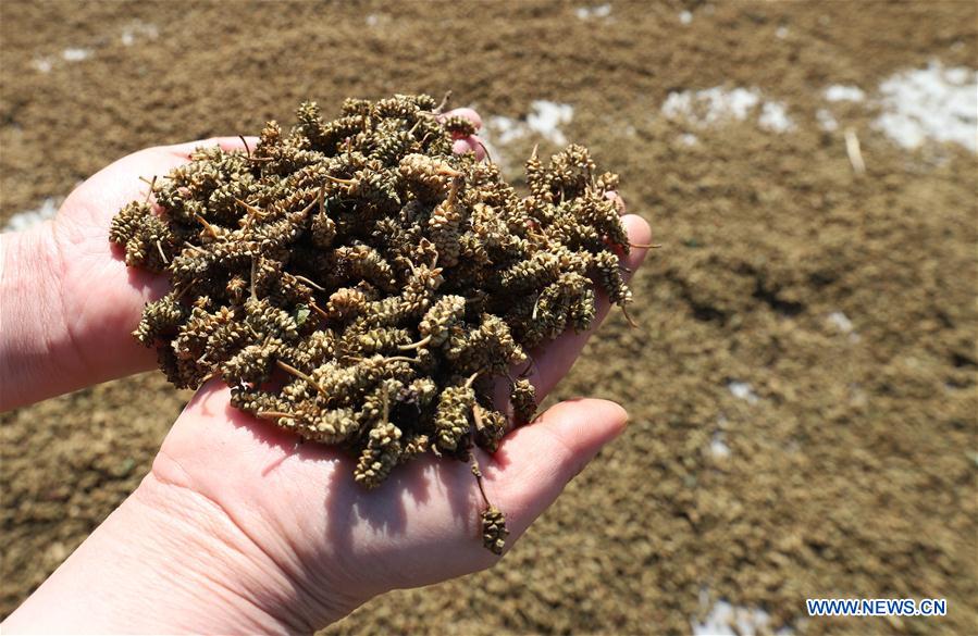 #CHINA-JIANGSU-AGRICULTURE-MULBERRY-HARVEST (CN)