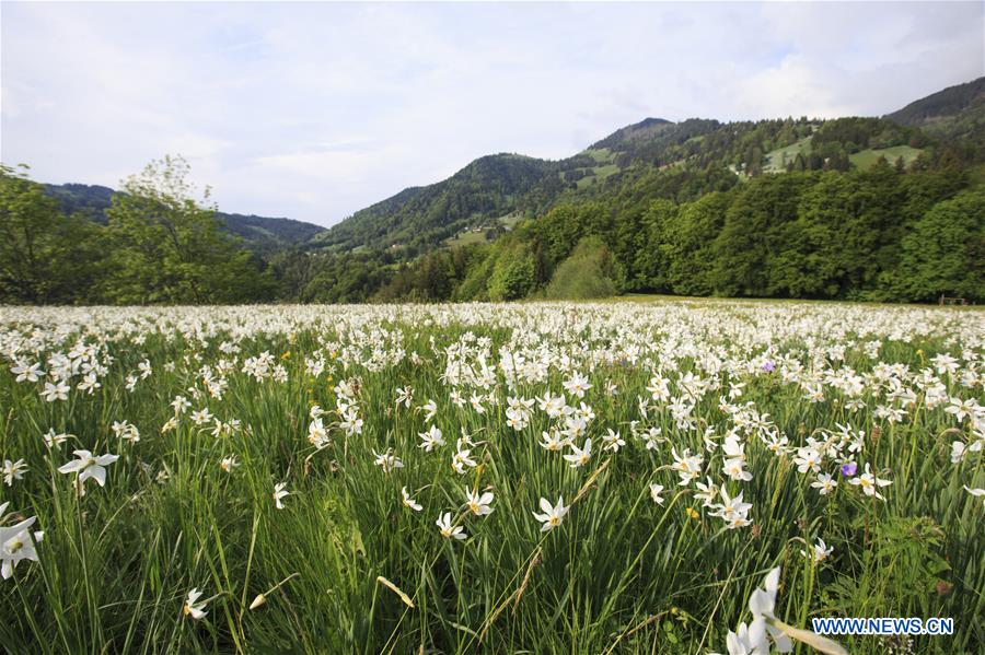 SWITZERLAND-MONTREUX-NARCISSI-BLOOM