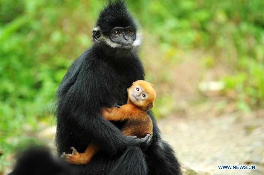 #CHINA-GUIZHOU-FRANCOIS'S LANGUR (CN*) 