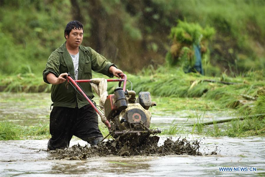 #CHINA-GUIZHOU-AGRICULTURE (CN)