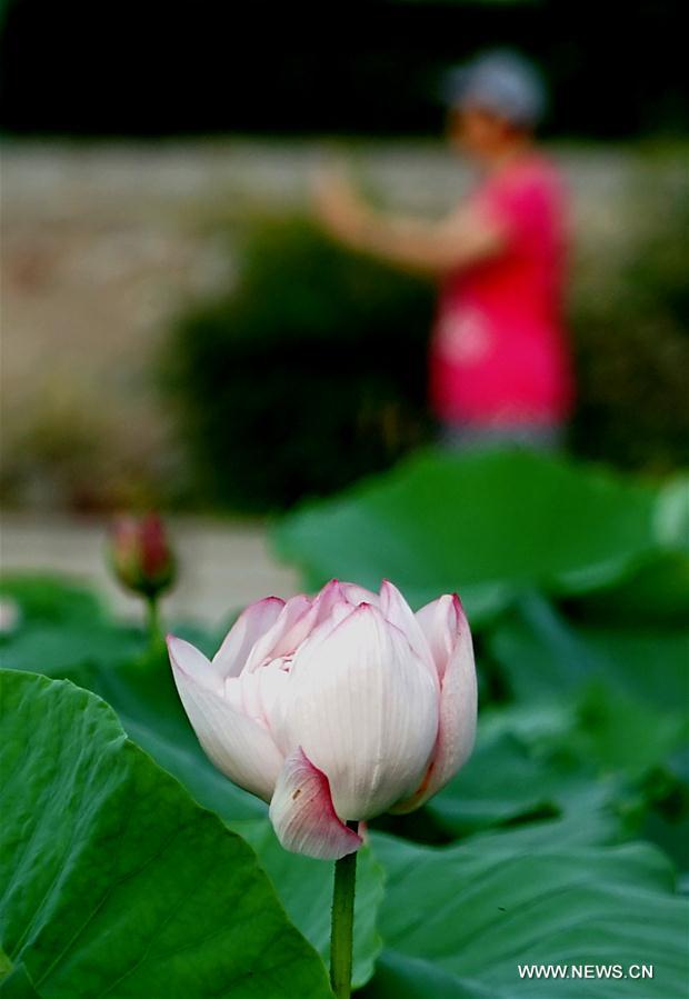 CHINA-ZHENGZHOU-LEISURE-TOURISM-LOTUS (CN)