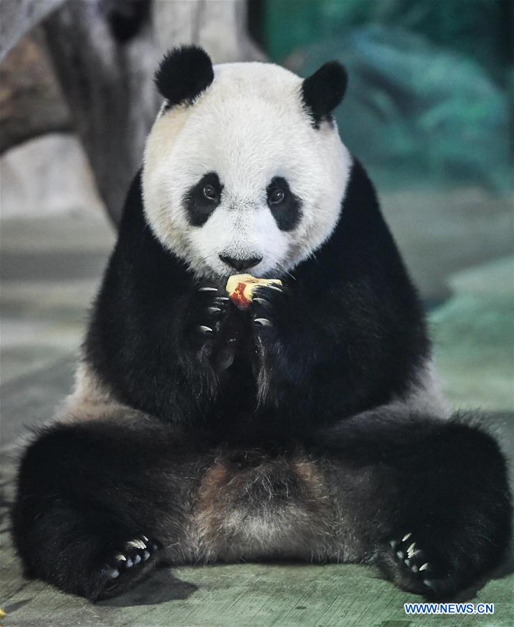 CHINA-TAIPEI-GIANT PANDA (CN)