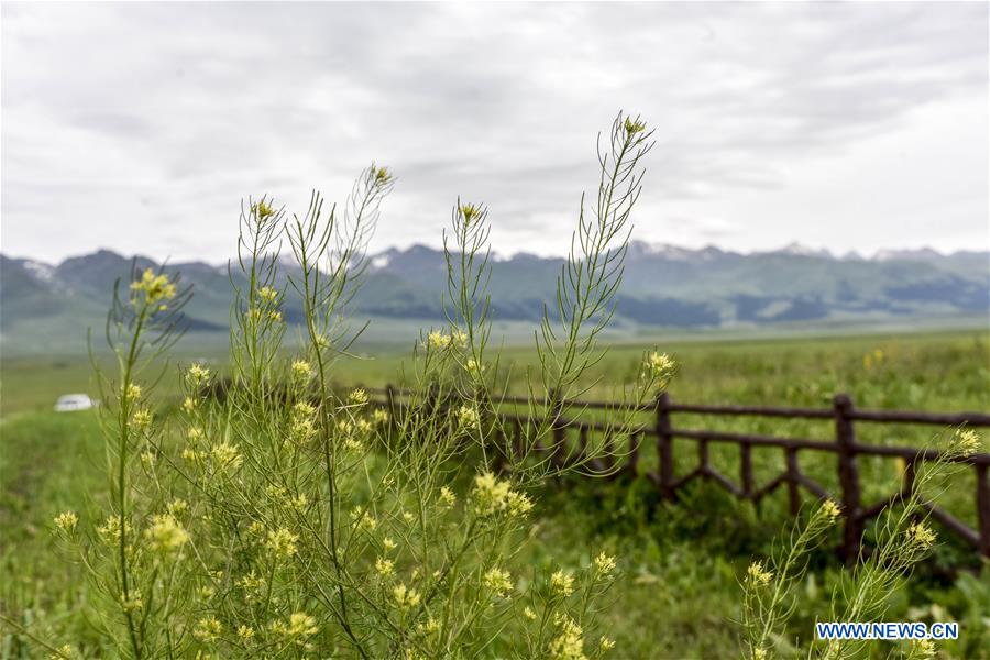 CHINA-XINJIANG-NARAT PRAIRIE (CN)