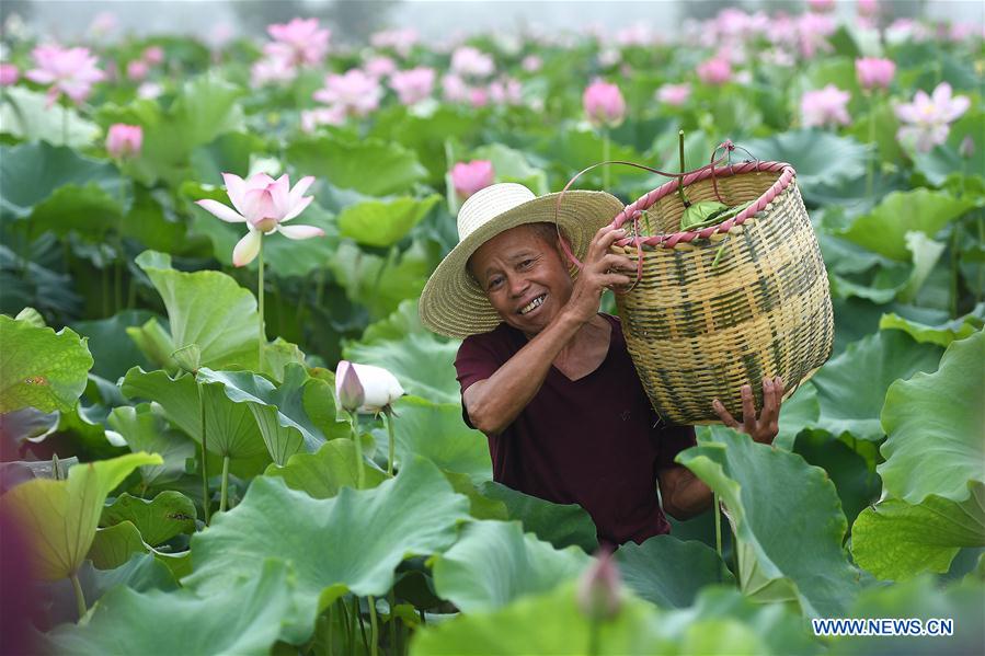 CHINA-JIANGXI-WHITE LOTUS-HARVEST(CN)