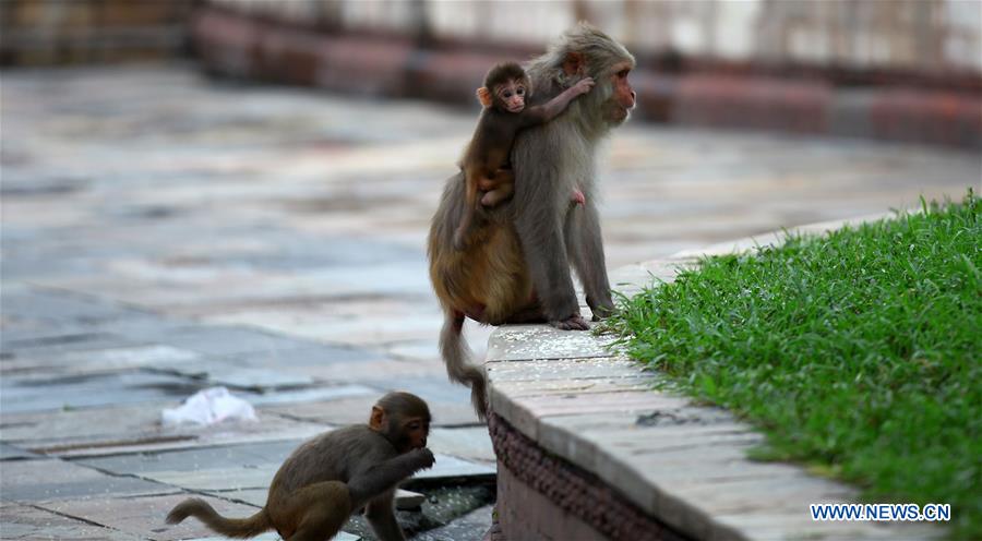 NEPAL-KATHMANDU-ANIMALS