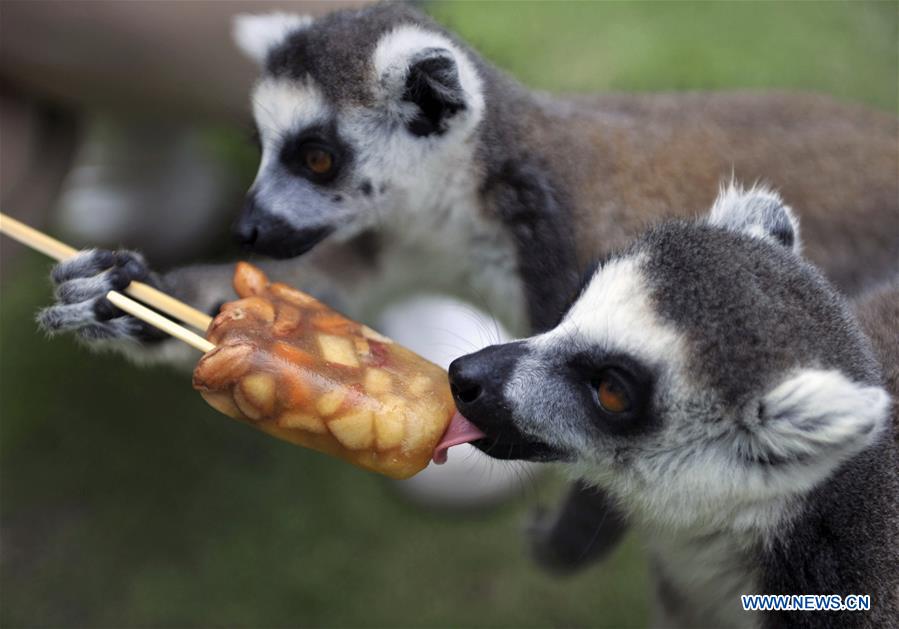 #CHINA-ZOO-ANIMALS-COOL OFF (CN)