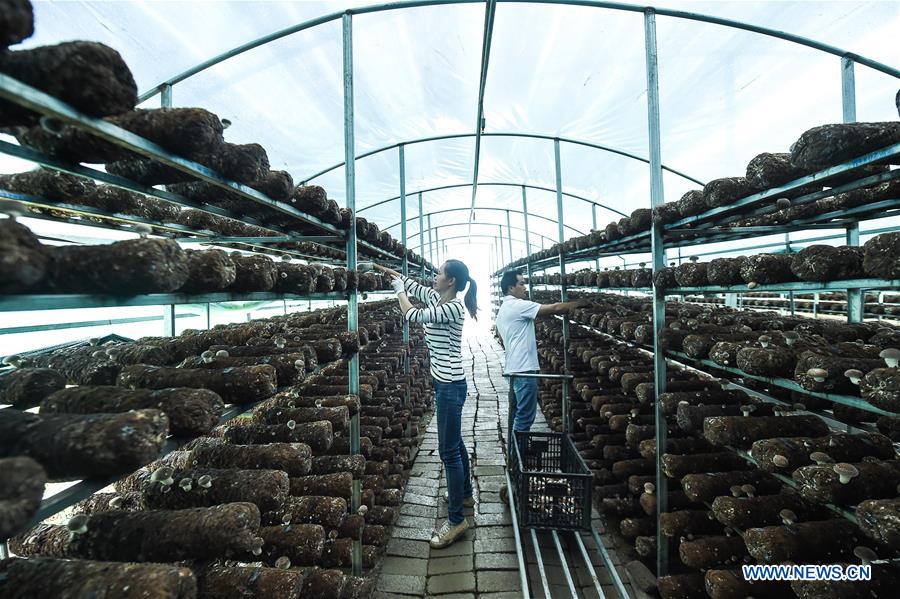 CHINA-GUIZHOU-ANLONG-ECONOMY-EDIBLE FUNGUS (CN)