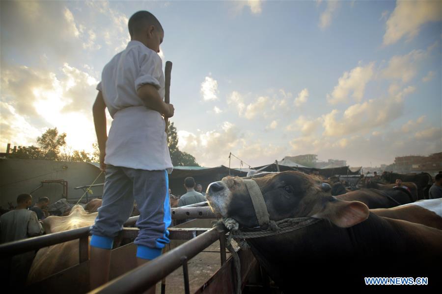 EGYPT-MONUFIA-EID AL-ADHA-LIVESTOCK MARKET