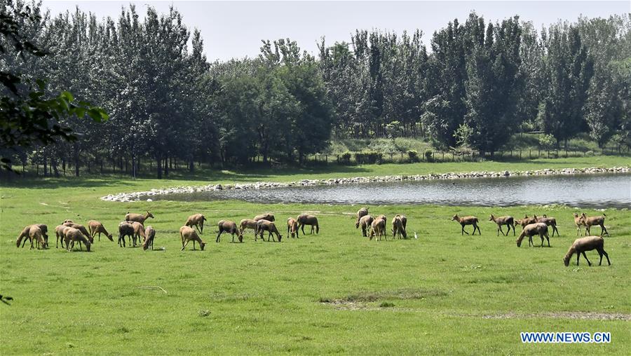 CHINA-BEIJING-MILU-PROTECTION (CN)