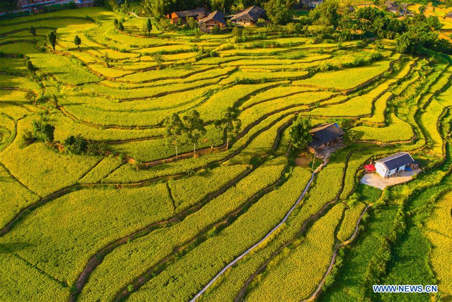 CHINA-AUTUMN-HARVEST(CN)