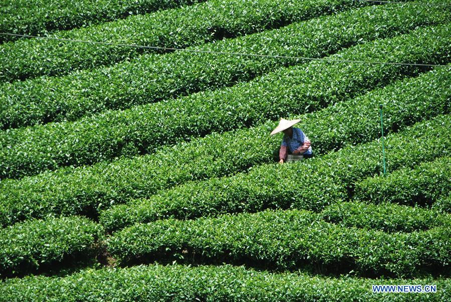 #CHINA-GUANGXI-AUTUMN TEA PICKING(CN)