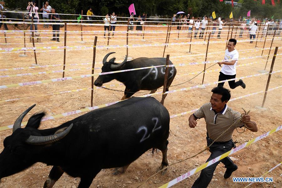 CHINA-JIANGXI-CATTLE (CN)