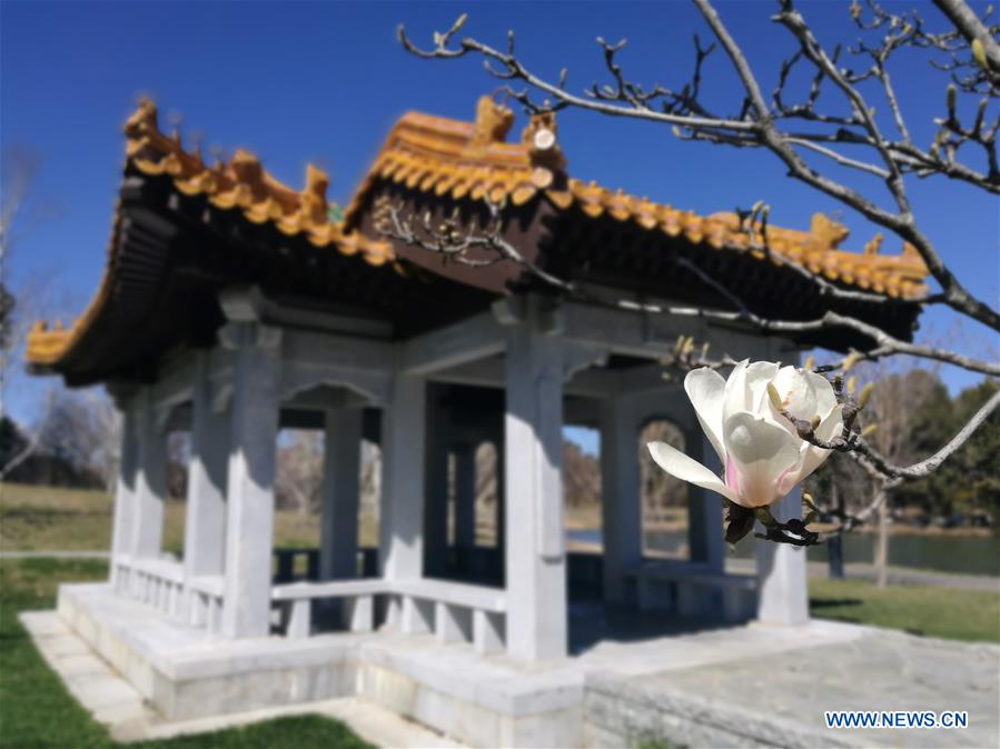 AUSTRALIA-CANBERRA-BEIJING GARDEN-SPRING