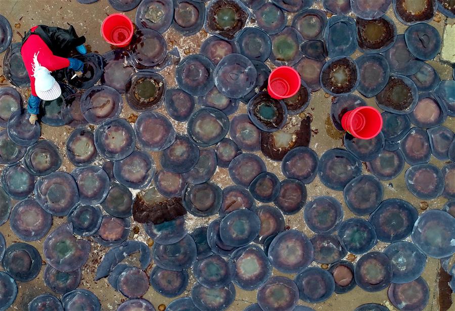 CHINA-HEBEI-AQUACULTURE-JELLYFISH (CN)