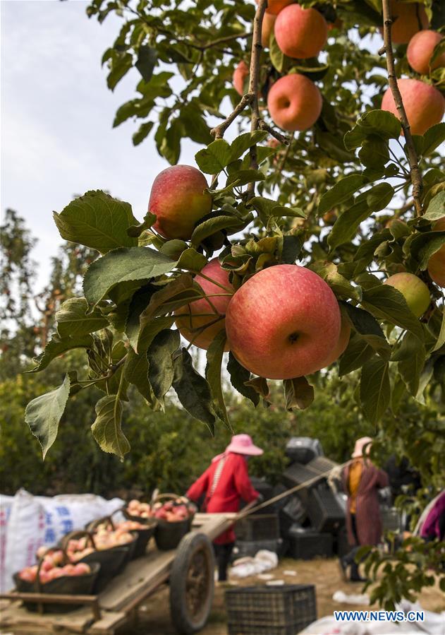 CHINA-XINJIANG-WENSU-HARVEST (CN)