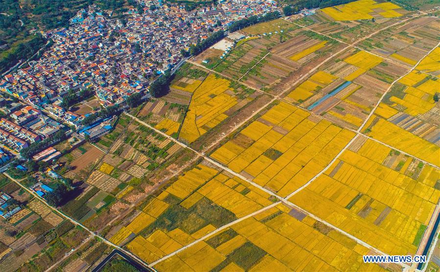 CHINA-HEBEI-HANDAN-RICE FIELD (CN)