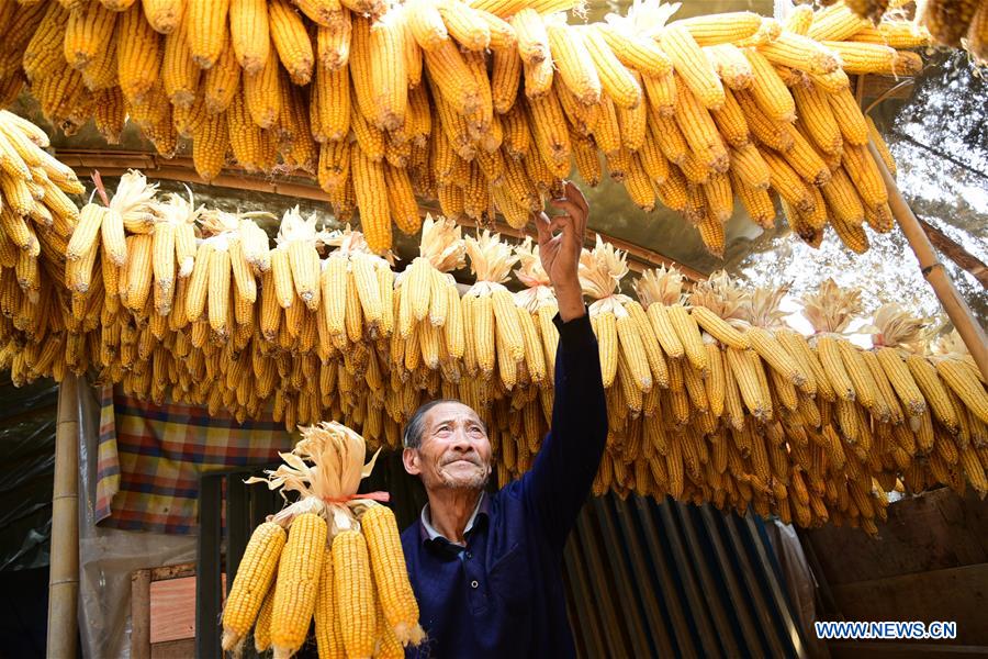 #CHINA-AGRICULTURE-HARVEST (CN)