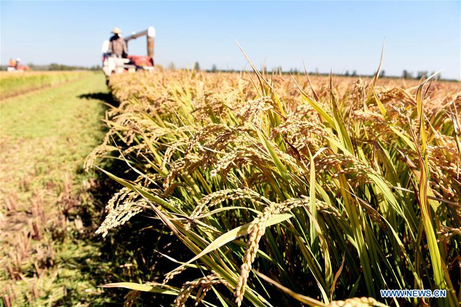 #CHINA-SHANDONG-LINYI-RICE HARVEST (CN)