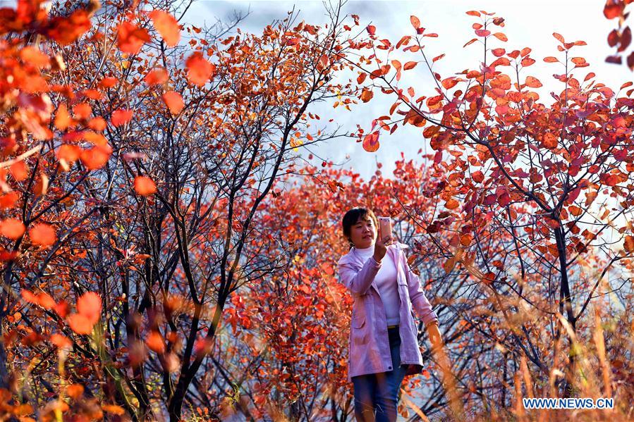 #CHINA-HEBEI-PINGSHAN-AUTUMN SCENERY (CN)