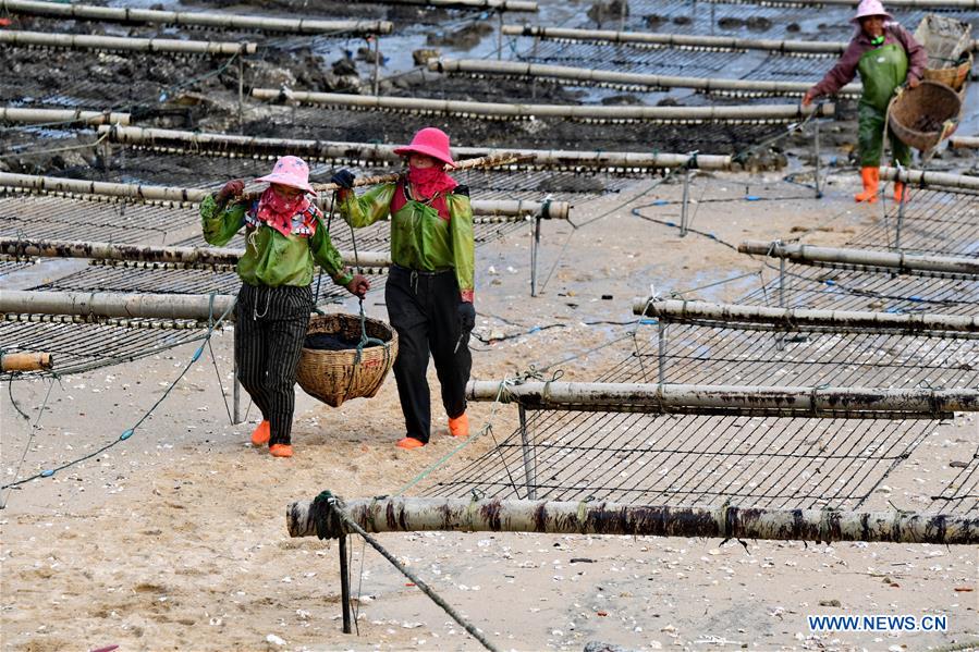 CHINA-FUJIAN-PUTIAN-LAVER HARVEST (CN)