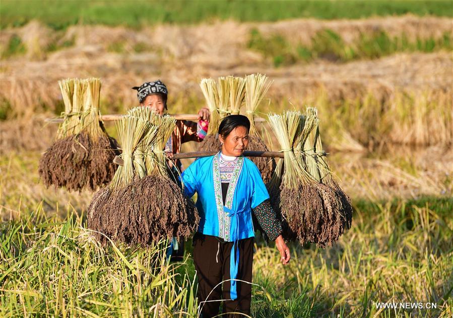 CHINA-GUANGXI-ANTAI-RICE-HARVEST (CN)