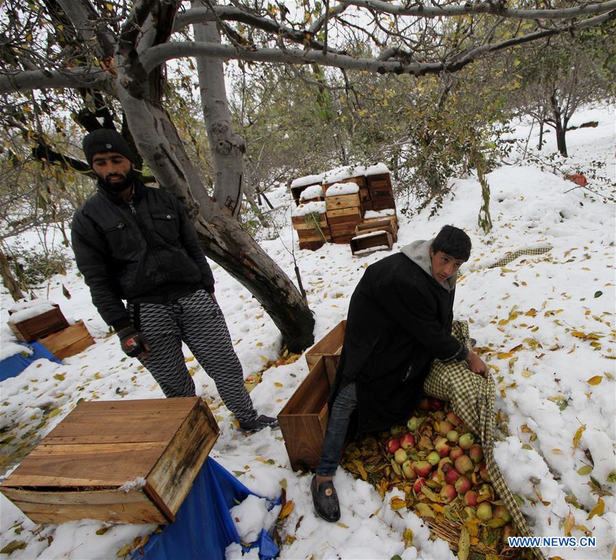 KASHMIR-SRINAGAR-SNOWFALL-FARMERS' LOSS