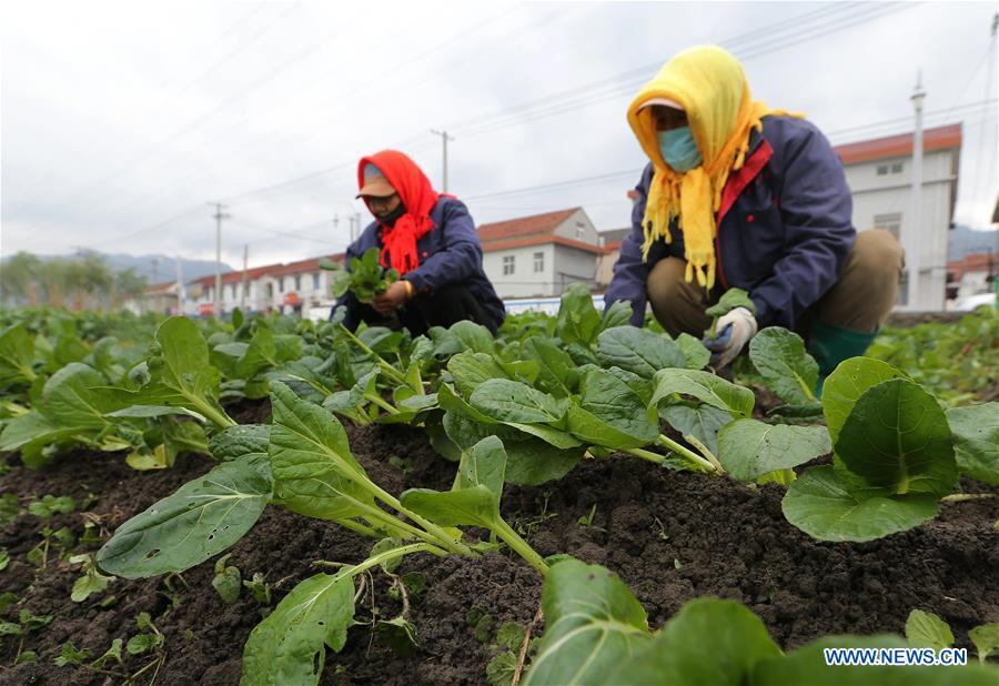 #CHINA-WINTER-FARM WORK (CN)