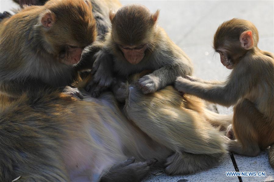 #CHINA-LIANYUNGANG-HUAGUO MOUNTAIN-MONKEY(CN)