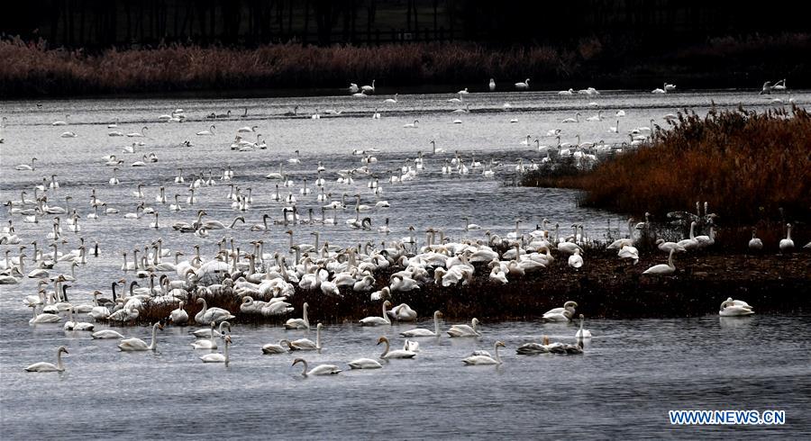 CHINA-HENAN-SANMENXIA-SWANS (CN)